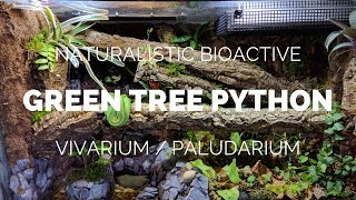 Building a Naturalistic Bioactive Green Tree Python Vivarium  Paludarium [upl. by Bertero]