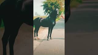 Black horse Appaloosa horse graceful look [upl. by Yeleak]