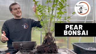 Rescuing a Callery Pear and turning it into a Bonsai  The Bonsai Supply [upl. by Oaht]