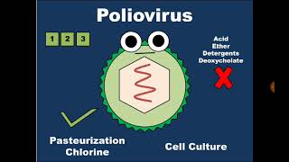 4 Picornaviridae Poliovirus شلل الأطفال  Rhinovirus Common Cold فيروس البرد [upl. by Booma]