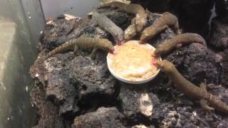 Mourning geckos gathered around their dinner plate [upl. by Rosario197]