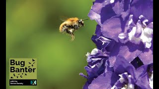 Episode 20 All About Bees Celebrating Pollinator Week [upl. by Ijuy]