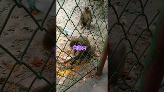 निधिवन मे नटखट बंदर monkey  shortsviral viralvideo treanding Subscribe👍ampShare [upl. by Ready]