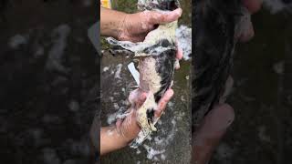 dog gecko doggecko cleargecko BeBe video videoviral viral viralvideo reelsfbviral reels [upl. by Habeh115]