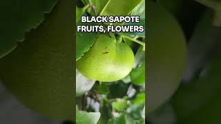 Tropical Black SAPOTE Fruit Tree with FRUITS and Flowers fruittrees sapote blacksapote [upl. by Thorlay]