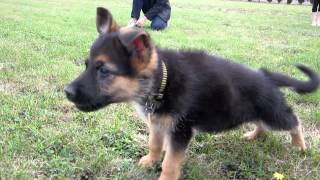 German Shepherd Puppy Barking [upl. by Demaggio]