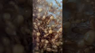 Camponotus fragilis colony ants [upl. by Shabbir]