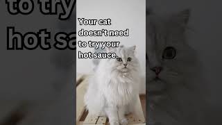 WARNING  Foods You Should Never Feed Your Cats cat cats catlover [upl. by Emmit68]