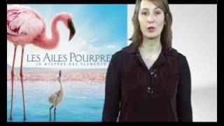 Pourquoi la vie des flamants nest pas rose [upl. by Gerard]