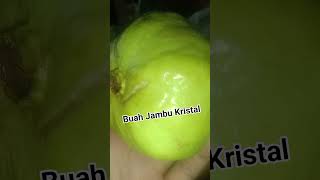 Buah Jambu Kristal [upl. by Bernetta]