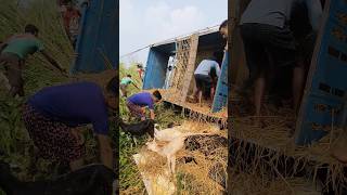 Some local people saving the life of some goats from a truck 🚛 [upl. by Siblee]