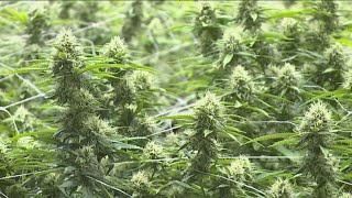 Marijuana growers and processors in Ohio receive certificates of operation [upl. by Marucci]