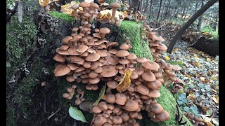 She collects and cooks autumn mushrooms in the forest Part 34ARMILLARIA MELLEA ASMR [upl. by Assertal]