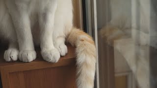 AI David Attenborough narrates my cats documentary [upl. by Verne]