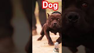 mostdangerous pitbull dangerdog rottweiler dangerous doberman amazingfacts fact amazingfact [upl. by Kirrad609]