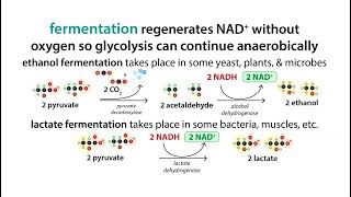 NAD regeneration  anaerobic glycolysisfermentation amp the Cori cycle [upl. by Mathews236]