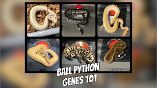 Ball Python Genetics 101  Part 1 [upl. by Cookie]