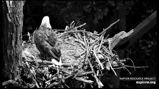 Decorah North Nest 101824 Early morning nestorations [upl. by Lemrahc]