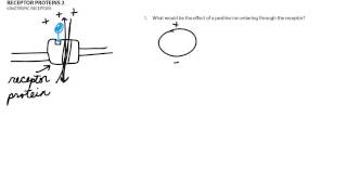 Receptor Proteins 2 [upl. by Luce]