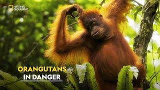 Saving Orangutans  Mission Critical  हिंदी  Full Episode  S1  E2  Nat Geo [upl. by Katrina296]