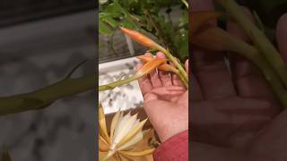 Amazing plant fishbone cactusasmrfishbonecactus [upl. by Ramsey]