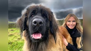 THE GIANT LEONBERGER  DANGEROUS LION DOG [upl. by Penelope330]