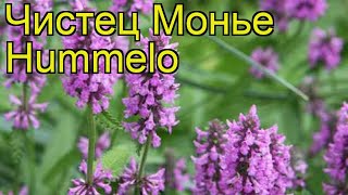 Чистец монье Хуммело Краткий обзор описание характеристик stachys monieri Hummelo [upl. by Leong879]