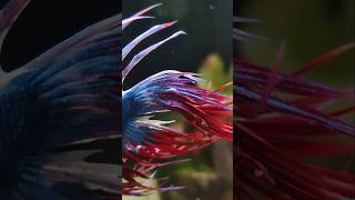 Siamesischer Kampffisch Betta splendens für kleines Aquarium Fisch [upl. by Kylander]