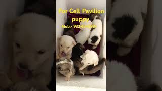 pavilion dog puppy jharkhand deoghar [upl. by Rovner]