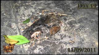 Mouse body decompose  Canon A495 Time lapse [upl. by Siuqaj]