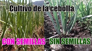 Cómo Plantar Cebollas  Cómo cultivar cebolla Paso a Paso con Éxito 👩‍🌾👨‍🌾 Huerto Urbano 1 min [upl. by Elokcin]