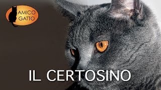 IL CERTOSINO trailer documentario [upl. by Antonina880]