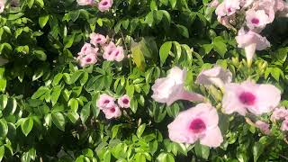 Bignonia blanca Pandorea jasminoides [upl. by Aisyram163]