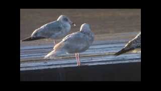 Glaucous gull Hartlepool harbour [upl. by Reld]