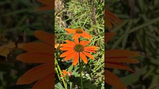 Sonnenhut Echinacea purpurea [upl. by Farmelo937]