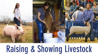 NBISD Students Raise Animals for Stock Shows [upl. by Onairotciv914]