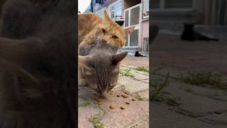 The male cat bit the female kittens neck and refused to let go [upl. by Emse]