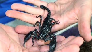 🦂 Escorpión Azul Asiático de Bosque Javanimetrus  Heterometrus cyaneus  Cuidados y Ataque 🦂 [upl. by Aisined]