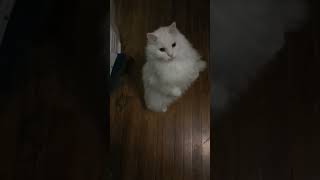 Cute Turkish Angora Cat Does Tricks [upl. by Nitsruk]