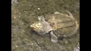 Alligator Snapping Turtle Macroclemys temminckii [upl. by Notgnilliw856]