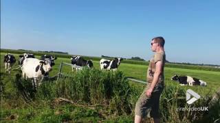 Viral Video UK Burping at cows [upl. by Cris414]