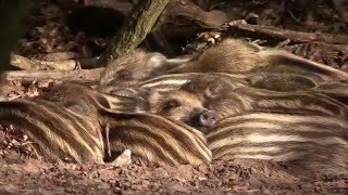 Piggy Pleasure Veluwe movie [upl. by Ahseihs]