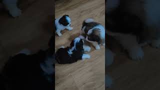 Babys getting bigger😍trending entertainment pets dog family funnyvideos youtubeshorts short [upl. by Enisaj]