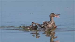 Northern Shoveler family and Lesser Blackbacked Gull [upl. by Anerres]