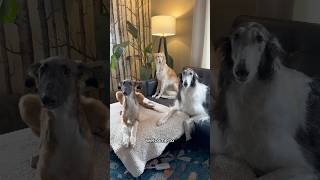 lifestyles of the long and the narrow part 1 borzoi newseason realitytv silkenwindhound fyp [upl. by Rosane]