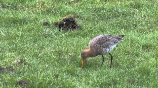 Weidevogels horen bij het oerHollandse landschap [upl. by Sparrow]