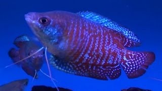 Dwarf Gourami Trichogaster lalius  Tropical Fish [upl. by Carlstrom]