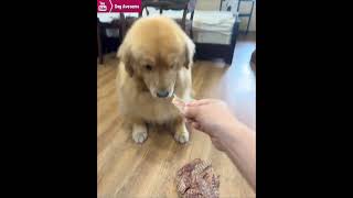 The cost of a golden retriever guessing wrong😂 [upl. by Ecnarf]