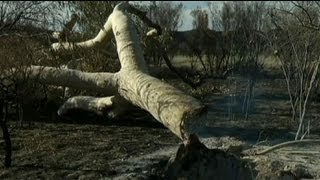 Australia in fumo gli alberi simbolo degli aborigeni [upl. by Ybbil]