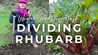 Dividing Rhubarb A Winter Gardening Job for Healthier Plants [upl. by Nibbor]